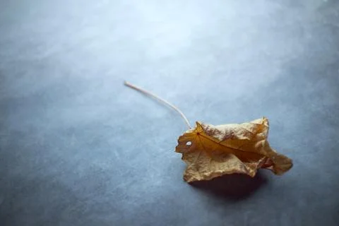 Dried leaf Stock Photos