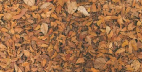 Dried leaf Stock Photos