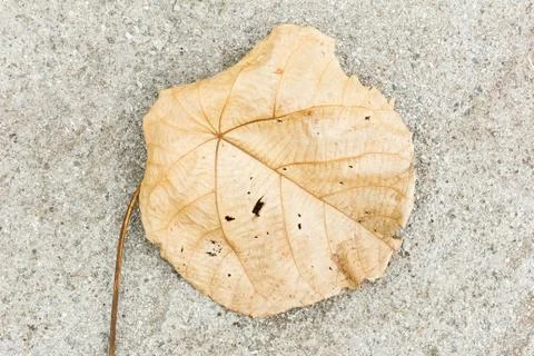 Dried leaf. Stock Photos