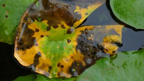 Dried Leaf Stock Photos