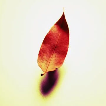 Dried Leaf Foto stock