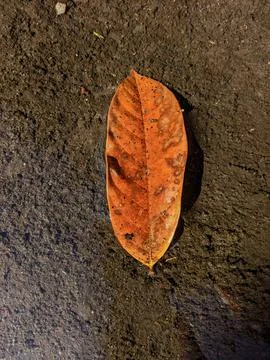 Dried leaf 写真素材