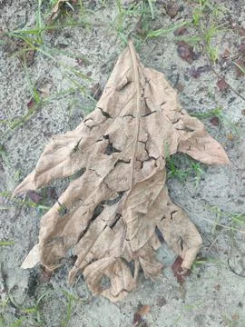 Dried leaf Stock Photos