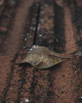 Dried Leaf Stock Photos