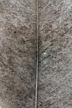 Dried leaf Stock Photos