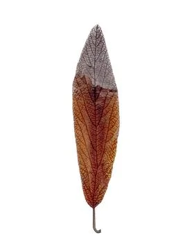 Dried leaf Stock Photos