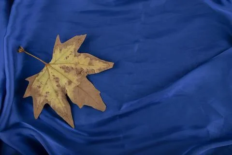 Dried leaf placed on a blue tablecloth Stock Photos