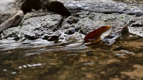Dried leaf on the rocks with water flowing through Vídeo Stock 108421435