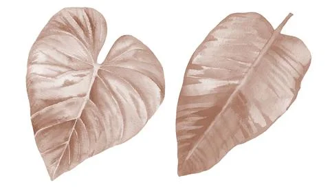 Dried leaf set. Beige pale leaves. Watercolour illustration toned in beige color Stock Illustration