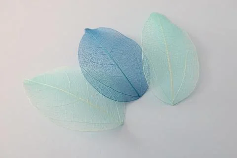 Dried leaf skeletons on a blue background Stock Photos