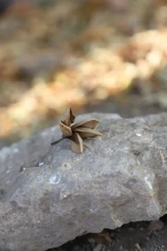 Dried leaf on a stone Stock Photos