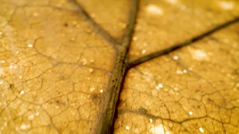 Dried leaf texture, extreme close up gliding view Stock Footage 340105985