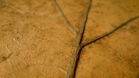 Dried leaf texture, extreme close up gliding view Stock Footage 340105995