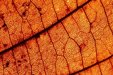 Dried leaf texture, extreme close up, flat material, dried leaf Stock Photos