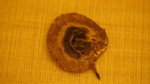 Dried Leaf Texture on Yellow Background Foto stock