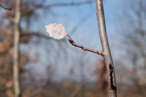 Dried leaf on twig close up Stock Photos