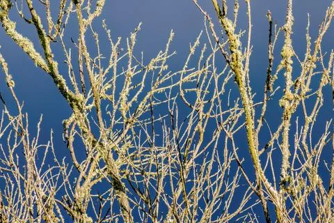 Dried leafless branches and twigs of an alder tree, against a blue sky, illum Stock-Fotos