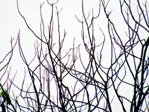 Dried leafless silhouette tree with clear sky Stock Photos