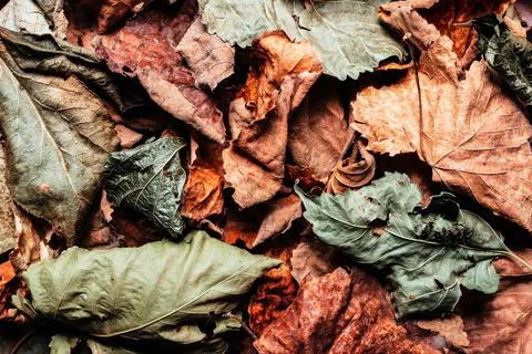Dried leafs backdrop texture photo. Stock Photos