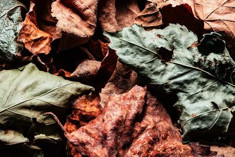 Dried leafs backdrop texture photo. Stock Photos