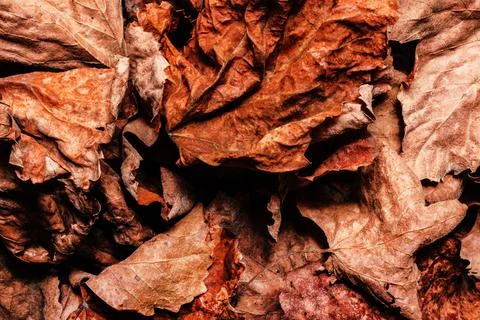 Dried leafs backdrop texture photo. Stock Photos