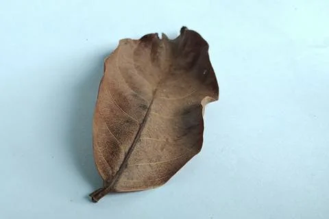 Dried leave 2 Stock Photos