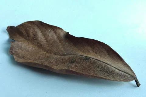 Dried leave 3 Stock Photos
