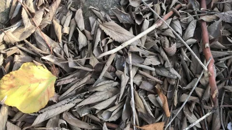 Dried leaves 180 degree camera angle Stock Footage 145899105