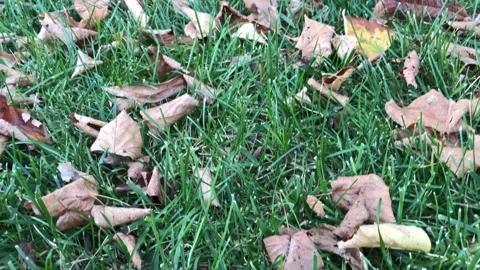 Dried leaves autumn Stock Footage 144563148