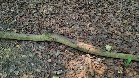 Dried leaves background with a dry stick 03 Stock Photos