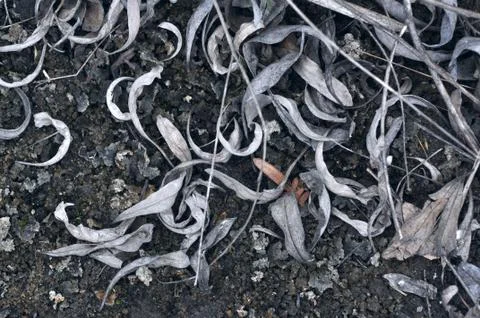 Dried leaves background Stock Photos