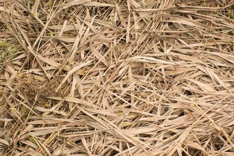 Dried leaves background Stock Photos