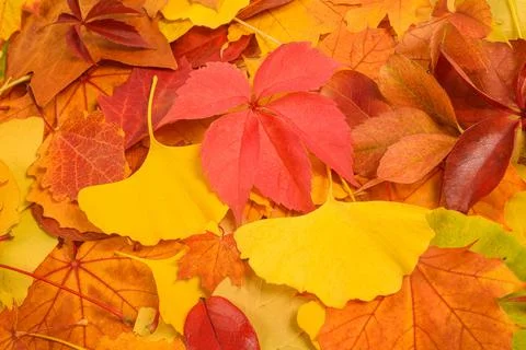 Dried leaves background Stock Photos
