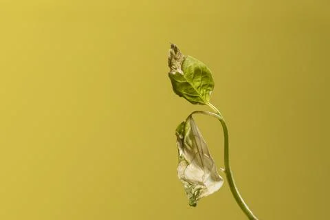 Dried leaves from beans Stock Photos