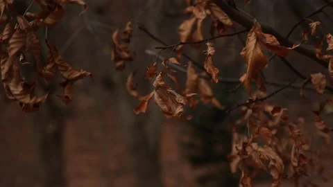 DRIED LEAVES ON BRANCH Stock Footage 194571006