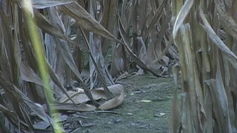 Dried Leaves in Cornfield Stock Footage 105992997