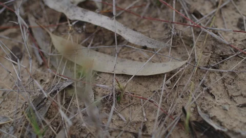 Dried leaves on the dirt Stock Footage 292045364