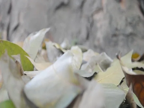 Dried Leaves Fall Stock Footage 80048937
