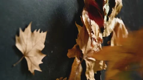 Dried leaves falling on a dark background Stock Footage 220834607