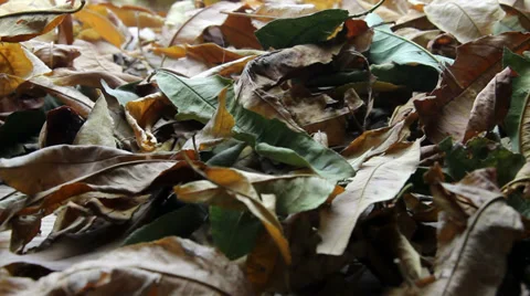 Dried leaves falling Stock-Footage 35764393