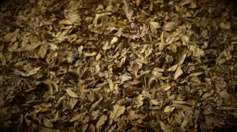 Dried leaves falling, Slow Motion Stock Footage 21932483