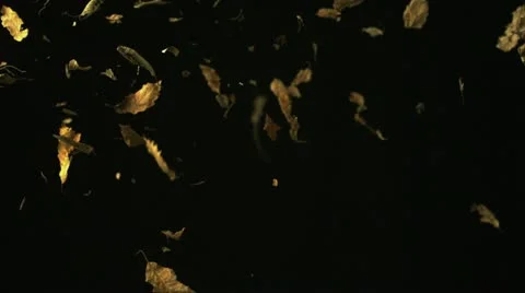 Dried leaves falling, Slow Motion Stock Footage 21933922