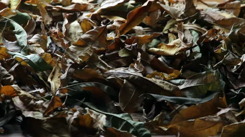 Dried leaves falling slowly Video stock 35765383