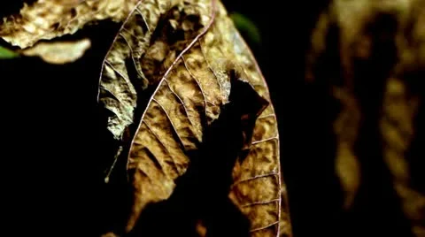 Dried leaves Stock-Footage 10598589