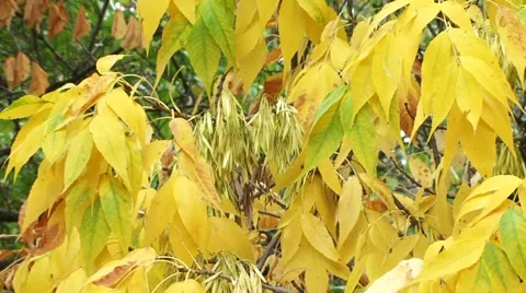 Dried Leaves Stock-Footage 52711490