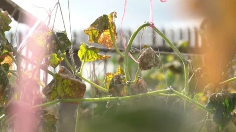 Dried leaves in garden at summer Stock Footage 80301415