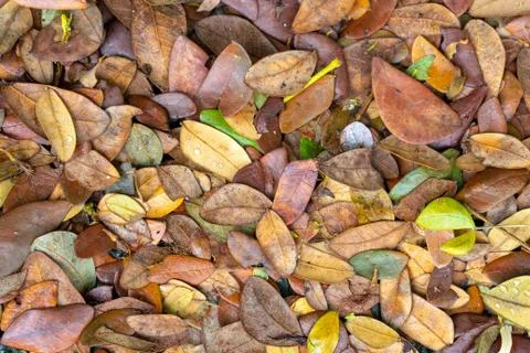 Dried leaves on the ground in autumn Stock Photos