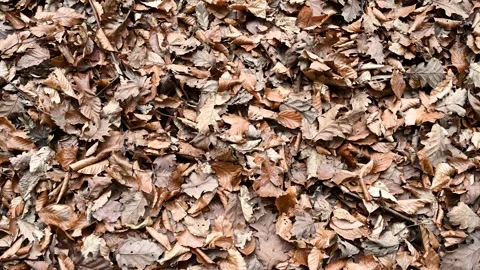 Dried leaves on the ground. Colors of the fall. Fallen dry leaves Stock Footage 320780669