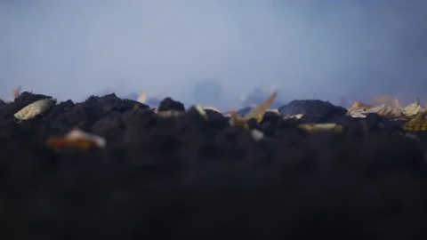 Dried leaves on the ground Stock Footage 216994016