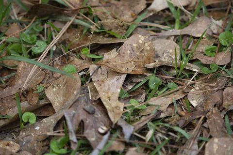 Dried Leaves on the Ground Stock Photos